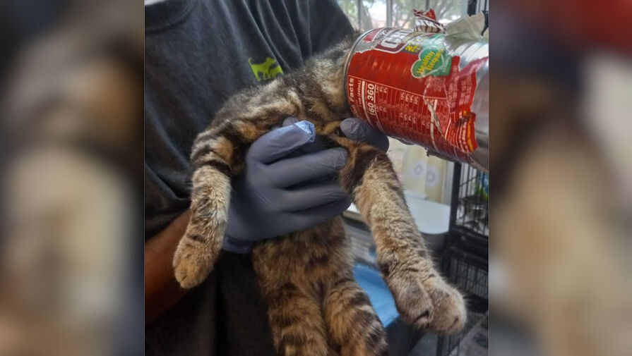 Cпасатели помогли кошке, застрявшей в консервной банке из-под супа