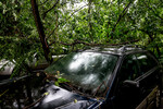 Дерево упало на автомобиль во время грозы в Москве, 20 июня 2024 года
