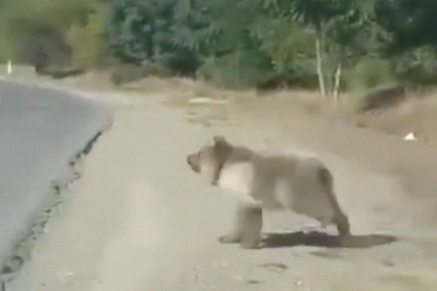 В Дагестане водитель снял на видео любопытного медведя, выбежавшего на  дорогу - Газета.Ru | Новости