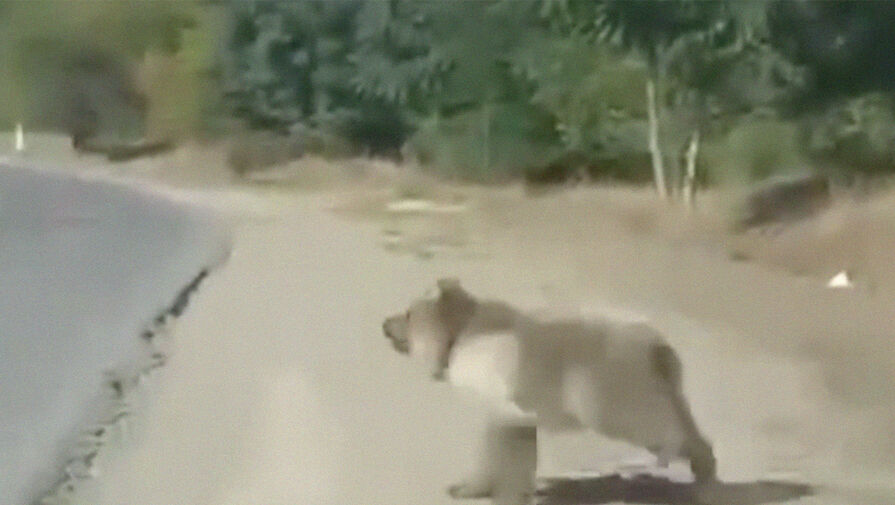 В Дагестане водитель снял на видео любопытного медведя, выбежавшего на дорогу