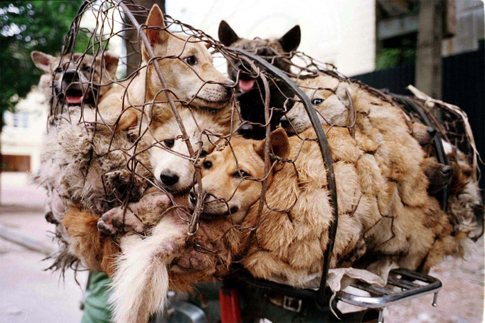 Собаки на&nbsp;рынке во время фестиваля собачьего мяса в&nbsp;Китае