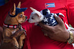 Собаки в одежду с символикой США и Кубы на руках у хозяина