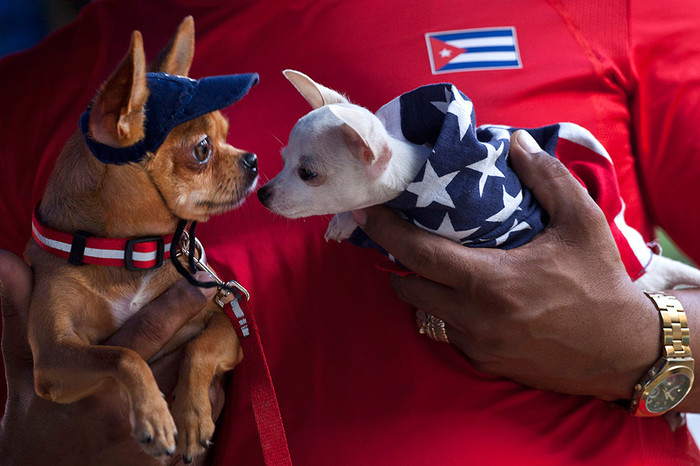 Собаки в&nbsp;одежду с&nbsp;символикой США и Кубы на&nbsp;руках у&nbsp;хозяина