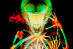 Скелет эмбриона короткохвостой плодовой летучей мыши 
