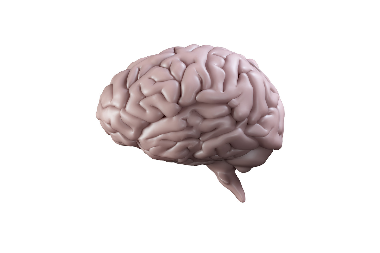 Нейробиологи выяснили, что асимметрия мозга уменьшается с возрастом -  Газета.Ru | Новости