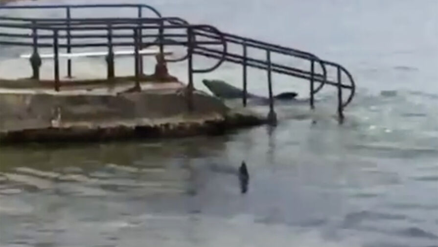 В Севастополе полиция проводит проверку после обнаружения двух мертвых дельфинов
