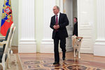 Президент Владимир Путин с собакой Юмэ породы акита-ину перед началом интервью японским СМИ в Кремле, 7 декабря 2016 года