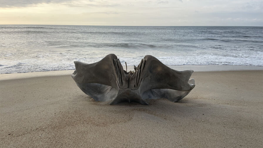 В США на пляж выбросило огромный череп загадочного существа
