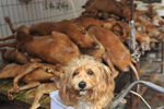 Собака на рынке во время фестиваля собачьего мяса в Китае