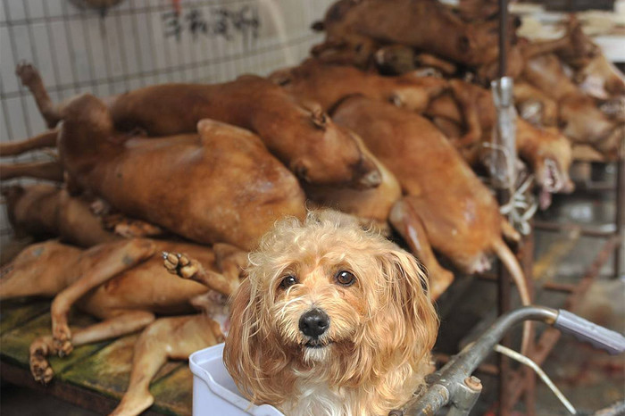 Собака на&nbsp;рынке во время фестиваля собачьего мяса в&nbsp;Китае