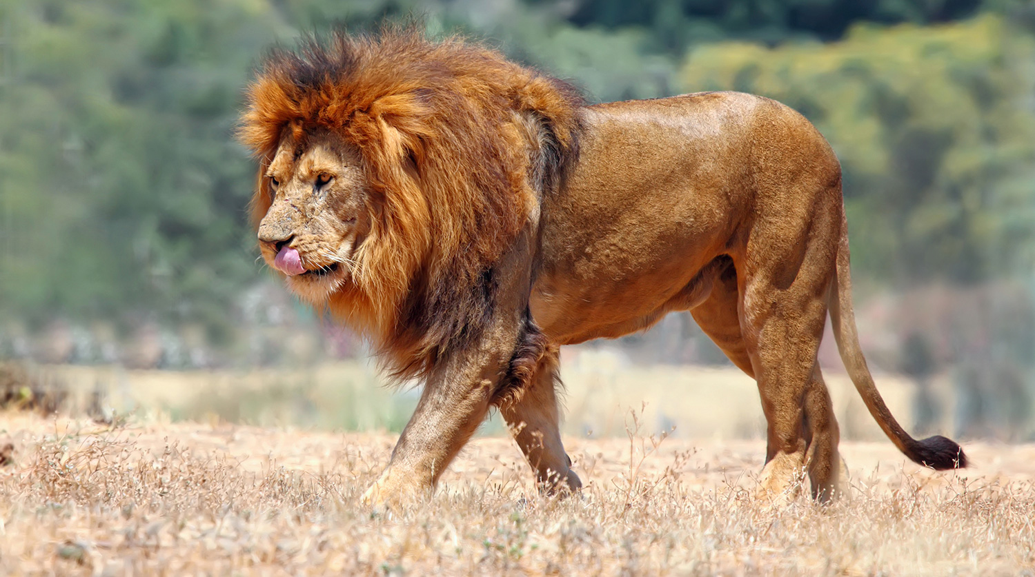 Panthera Leo senegalensis. Африканский Лев. Лев в прыжке. Лев сбоку.