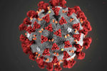 Иллюстрация коронавируса (2019-nCoV), созданная Центром по контролю и профилактике заболеваний, 29 января 2020 года
