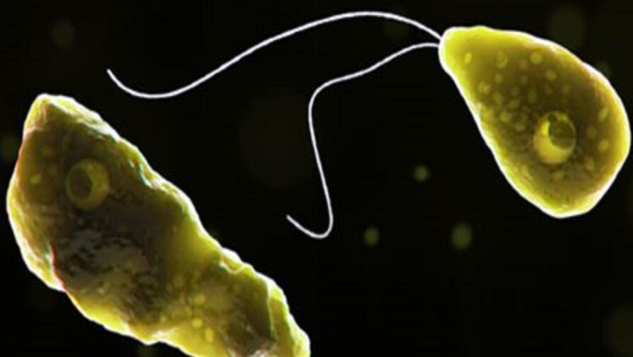 Ученые нашли в стоках вирус, уничтожающий одного из самых опасных паразитов