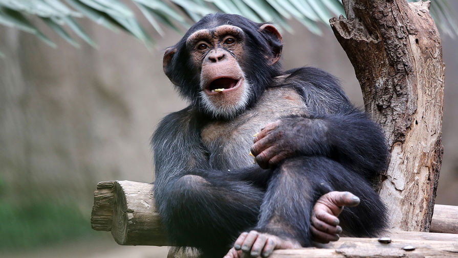 Ученые выяснили, что шимпанзе иногда полагаются 