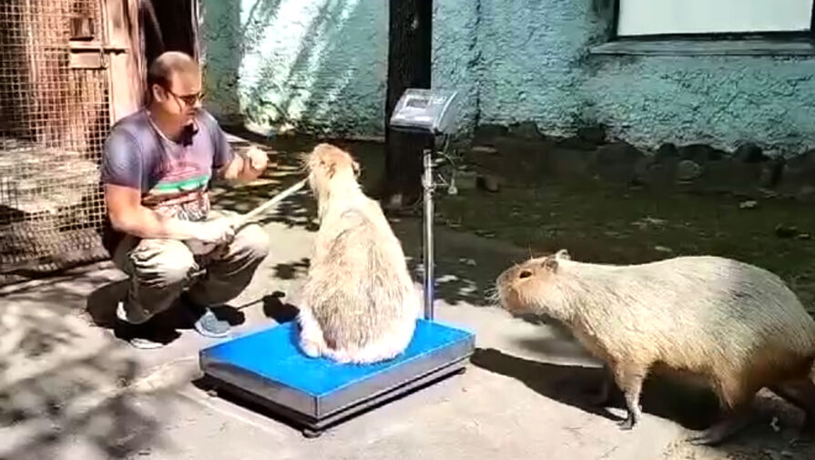 Взвешивание капибар в Московском зоопарке попало на видео