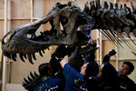 12-метровый скелет тираннозавра рекса, известного под именем Шен, готовят к участию в аукционе, Гонгонг, 27 октября 2022 года