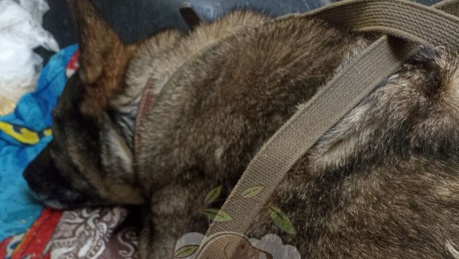 В Додо отреагировали на скандал с увольнением курьера за заботу о собаке Боне