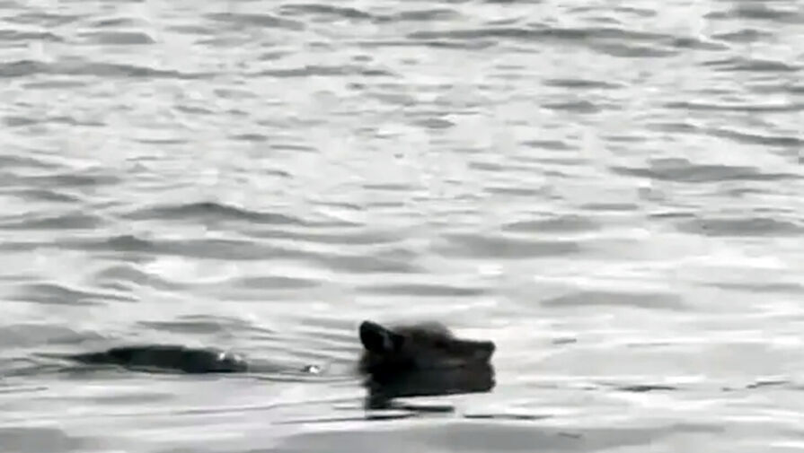 До Алькатраса впервые в истории доплыл койот