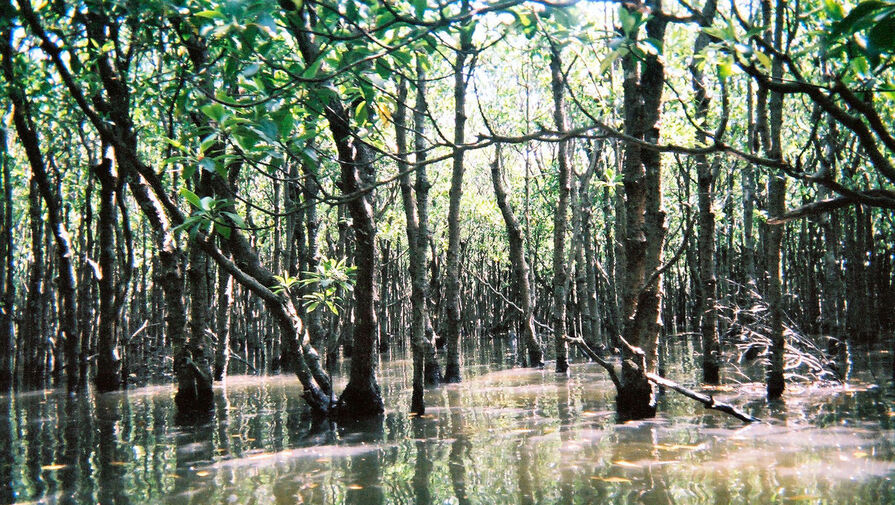 Ученые нашли способ спасение мангровых зарослей от новой таинственное болезни