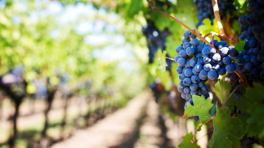 Рогов заявил, что виноградарство и виноделие планируют возродить в Запорожской области