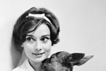 Одри Хепберн со своим питомцем олененком по кличке Пиппин, 1958 год