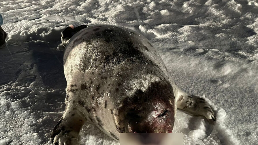 Под Кандалакшей на автодороге обнаружили раненого тюленя