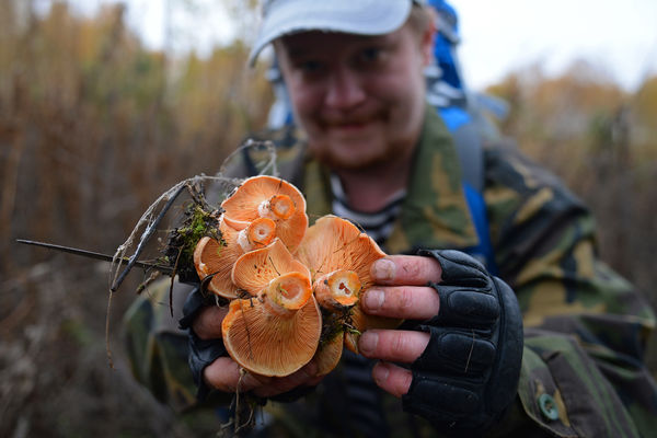 Что можно сделать с яблоками если их много