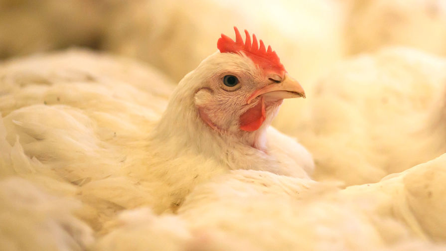 Птичий грипп обнаружен у домашних птиц в Британии