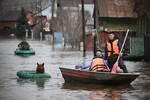 Эвакуация домашних животных с затопленных улиц в микрорайоне Кузнечный в Оренбурге, 10 апреля 2024 года