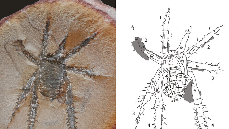 Ученые открыли новый вид ископаемых колючих пауков