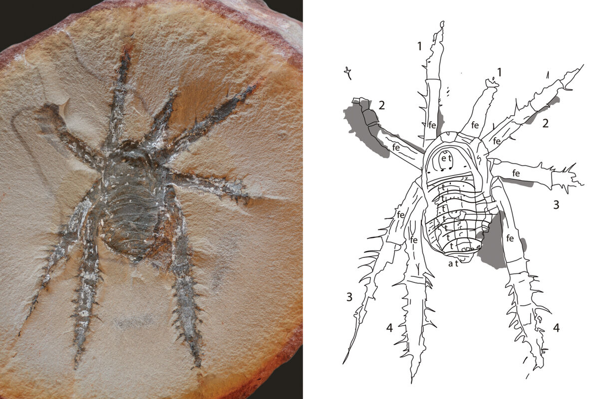 Ученые открыли новый вид ископаемых колючих пауков - Газета.Ru | Новости