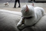 Кошка в первом «кошачьем кафе» в Нью-Йорке