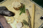 Дикобраз Матильда и морской свин Бонифаций в контактном зоопарке екатеринбургского Парка бабочек