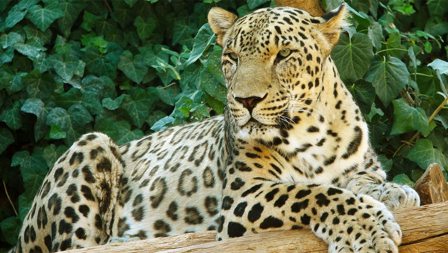Жители деревни в Индии убили леопарда, который загрыз четырехлетнего мальчика