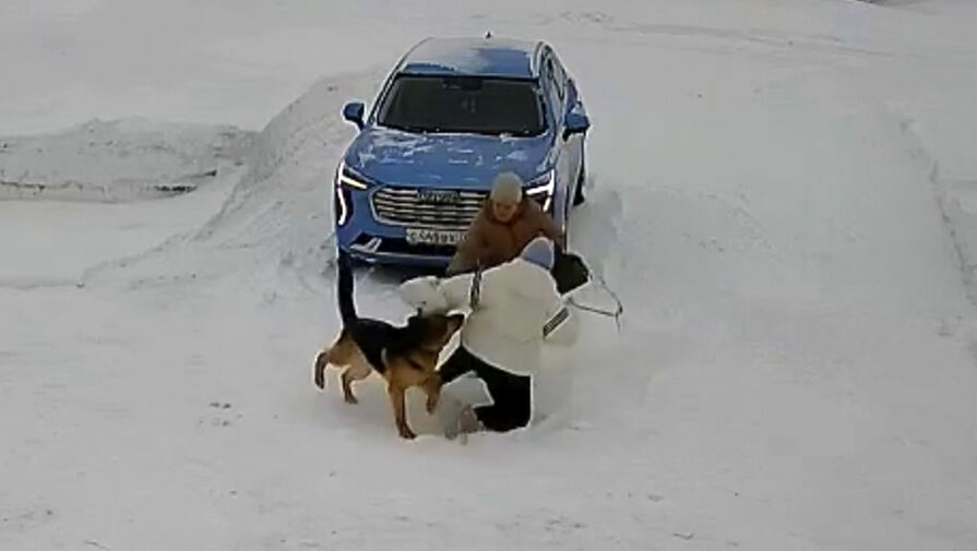 Собака в ошейнике покусала девочку-подростка под Ярославлем