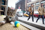 Кошка в первом «кошачьем кафе» в Нью-Йорке