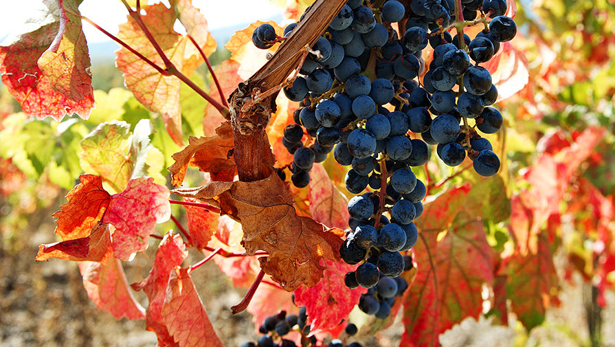 Сотрудники министерств в Дагестане собрали первые 20 тонн винограда этого сезона