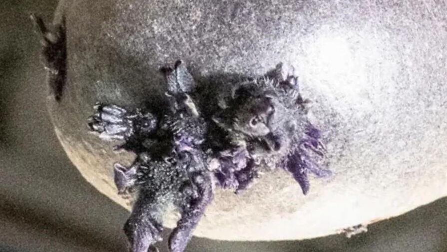 На МКС сфотографировали странное фиолетовое существо с щупальцами