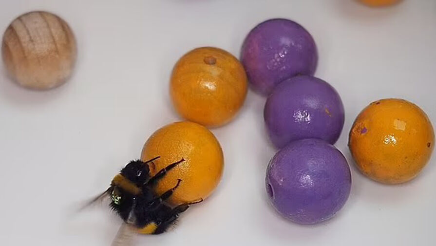 Зоологи обнаружили, что пчелы любят игры с мячиком больше, чем еду