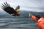 Рыбак подкармливает орлана-белохвоста у берегов острова Итуруп во время добычи трески в Охотском море, 21 мая 2024 года