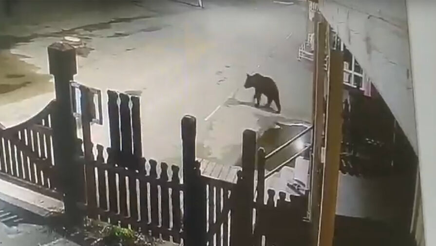 Медведь вышел к гостинице у заповедника в Башкирии и похитил половину дыни