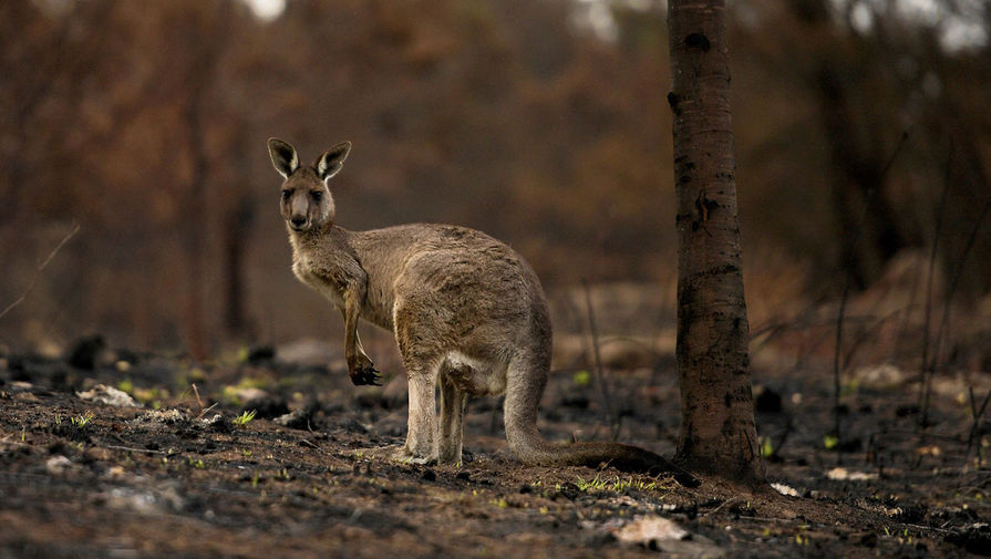 Раненый кенгуру среди выжженного кустарника в Австралии, 9 января 2020 год