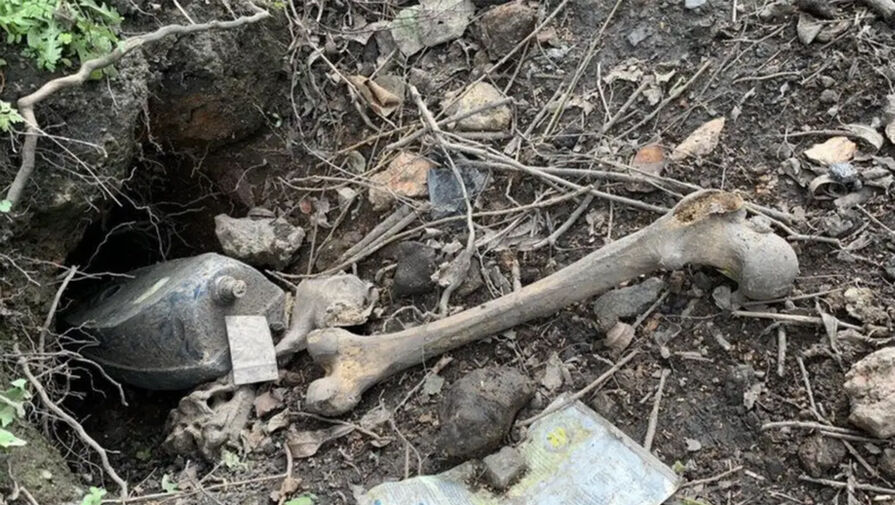 Британка нашла в своем саду человеческие останки