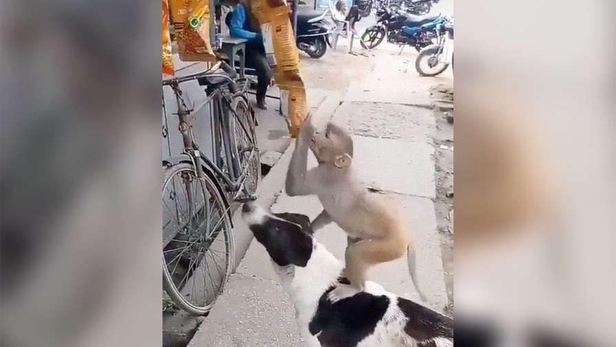 В соцсетях завирусилось видео с собакой и обезьяной, пытавшимися украсть чипсы