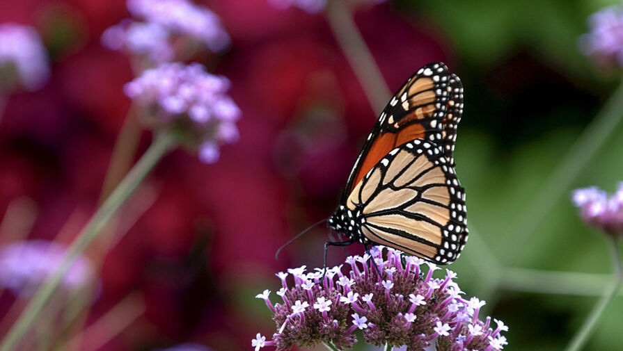 Ученые раскрыли тайну феномена бабочек в животе