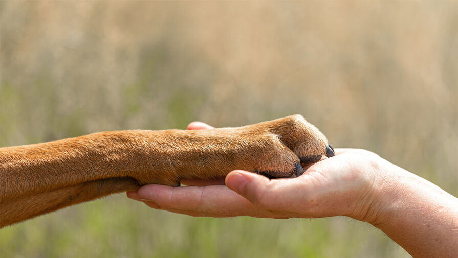 6 ноября — какой сегодня праздник? Что отмечают в этот день в России и мире