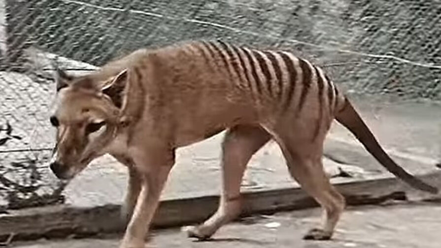 Австралийские ученые планируют возродить вымершего тасманского тигра