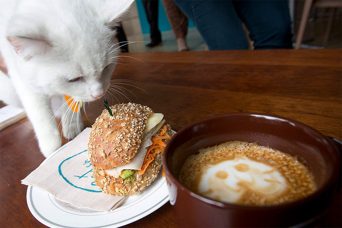 Кошка в&nbsp;первом «кошачьем кафе» в&nbsp;Нью-Йорке