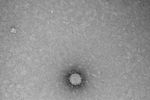 Снимки вируса COVID-19 через микроскоп в государственном научном центре вирусологии и биотехнологии «Вектор»