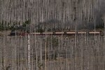 Паровоз движется через лес, уничтоженный короедом и засухой, в горах Гарц, Германия, 23 октября 2022 года